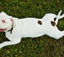 American Bulldog foto 9