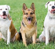 American Bulldog foto 3