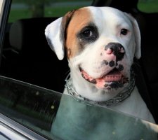 American Bulldog foto 7