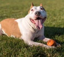 American Bulldog foto 4
