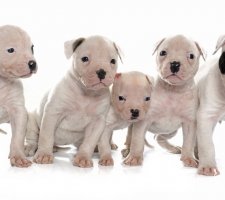 American Bulldog foto 5