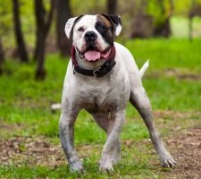 American Bulldog foto 6