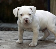 American Bulldog foto 2