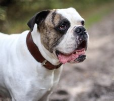 American Bulldog foto 1