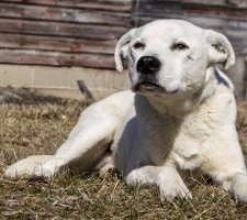 American Bulldog foto 8