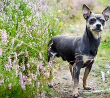 Miniatura Pinscher foto 3