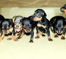 Miniatura pinscher foto 2