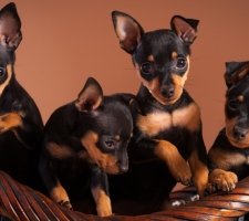 Miniatura pinscher foto 4