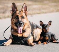 Miniatura Pinscher foto 1