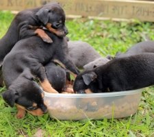Miniatura pinscher foto 6