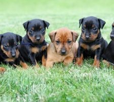 Miniatura pinscher foto 5