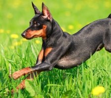 Miniatura pinscher foto 9