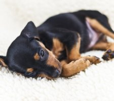 Miniatura pinscher foto 7