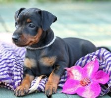 Miniatura pinscher foto 8