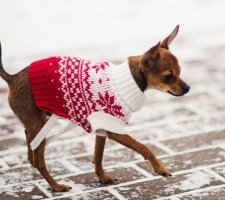 Russian toy terrier foto 7