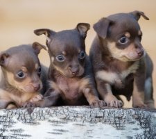 Russian toy terrier foto 2