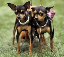 Russian toy terrier foto 3