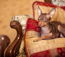 Russian toy terrier foto 6