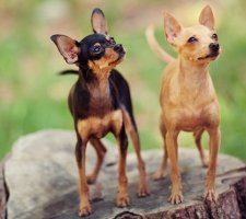 Russian toy terrier foto 4