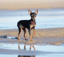 Russian toy terrier foto 1