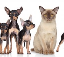 Russian toy terrier foto 5