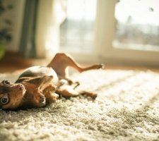 Russian toy terrier foto 8