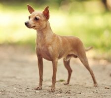 Russian toy terrier foto 9