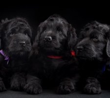 Russian black terrier foto 2