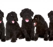 Russian black terrier foto 5