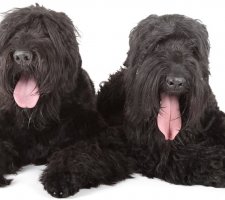 Foto di Russian black terrier 8