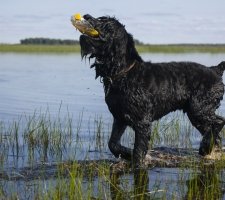 Russian black terrier foto 6