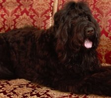 Russian black terrier foto 4