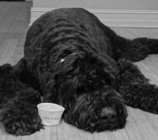 Russian black terrier foto 7