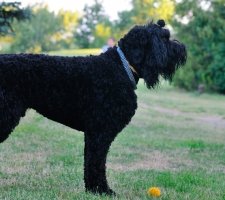 Russian black terrier foto 1