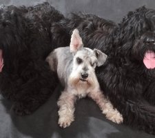 Russian black terrier foto 3