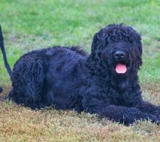 Foto di Russian black terrier 9