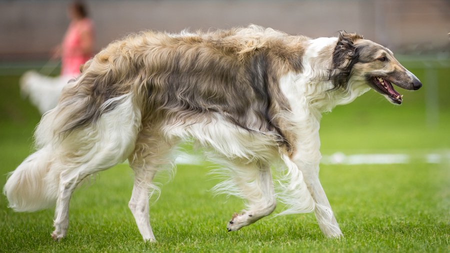 Levrieri russi canini