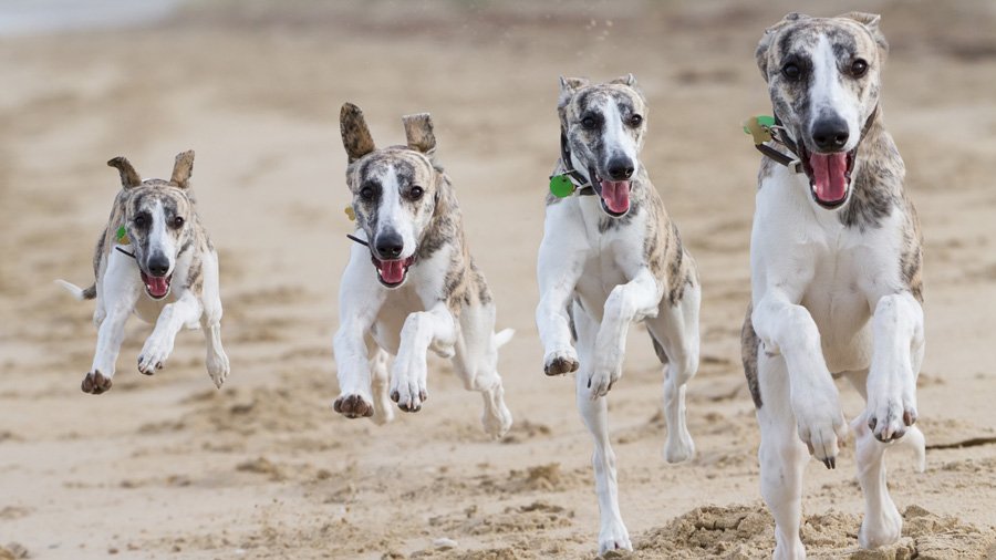 Whippet