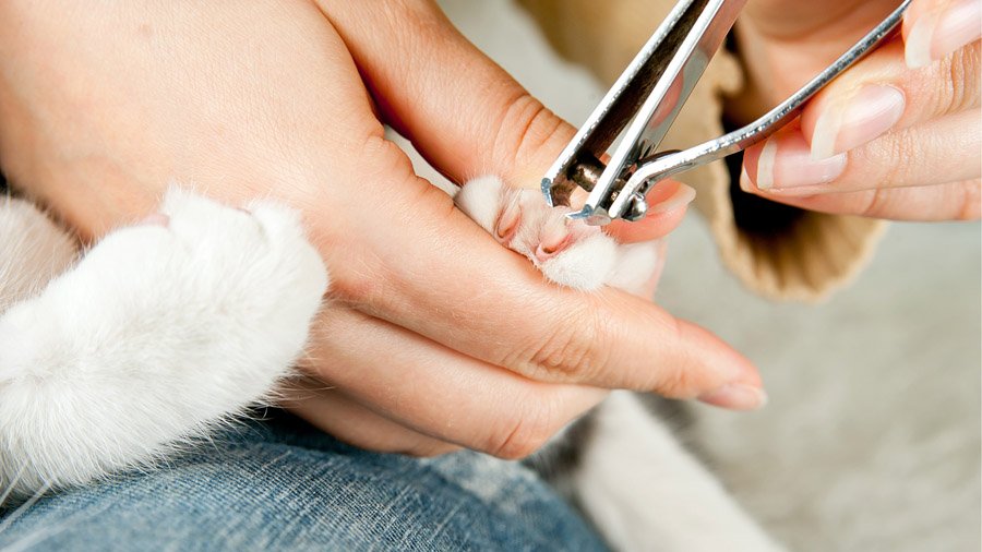 Come tagliare gli artigli di un gatto