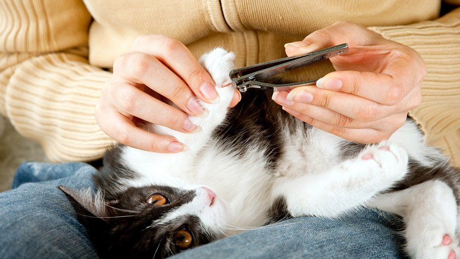Come tagliare gli artigli di un gatto