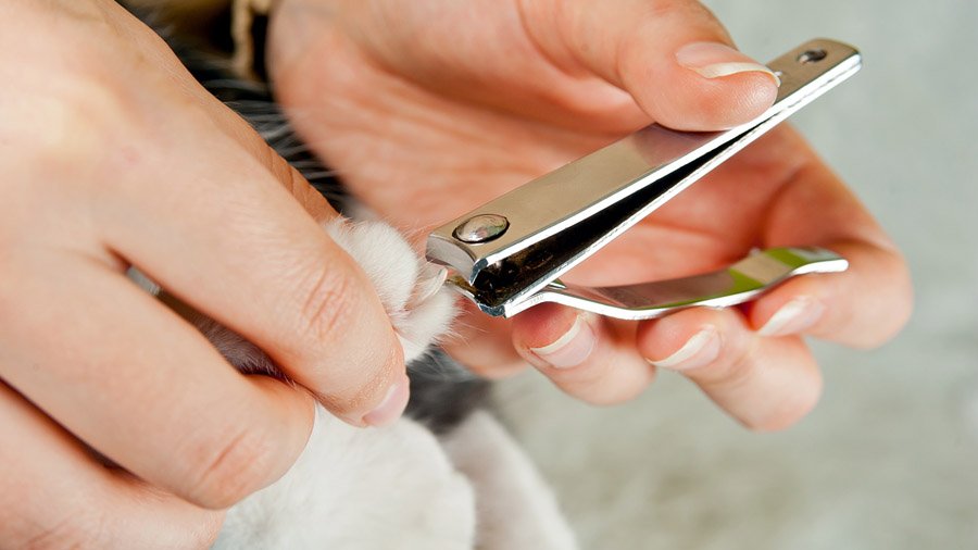 Come tagliare gli artigli di un gatto