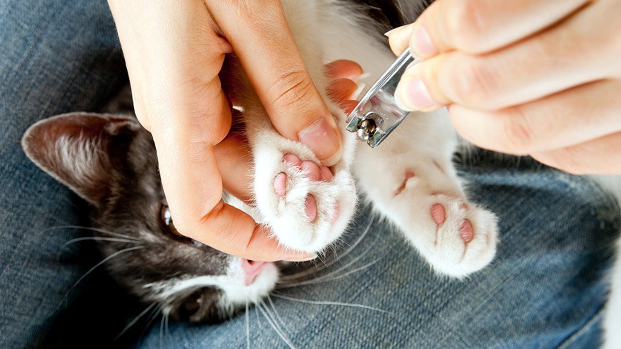 Come tagliare gli artigli di un gatto