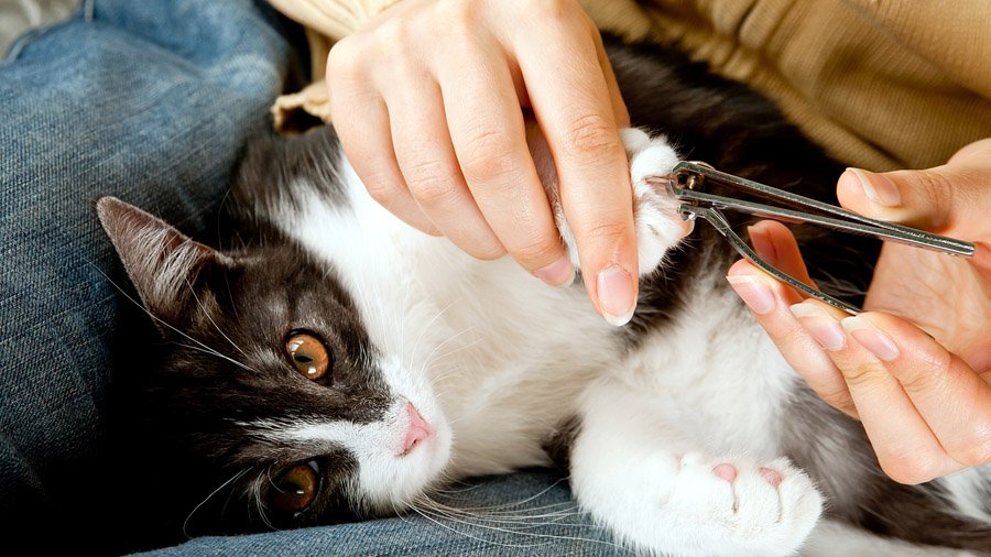 Come tagliare gli artigli di un gatto