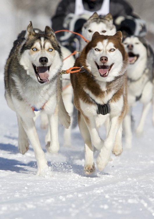 Siberian Husky