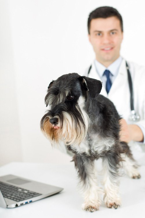 Veterinario e cane