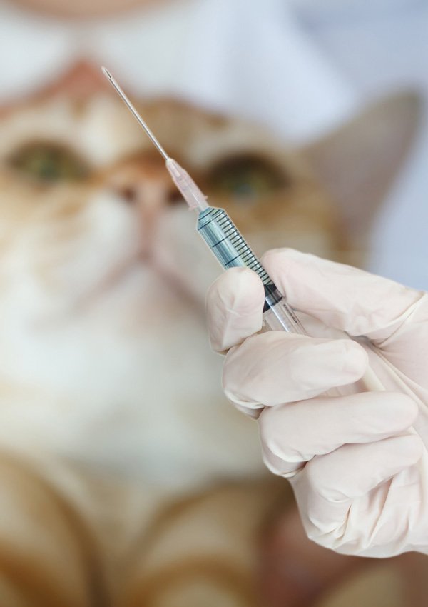 Fare un'iniezione a un gatto