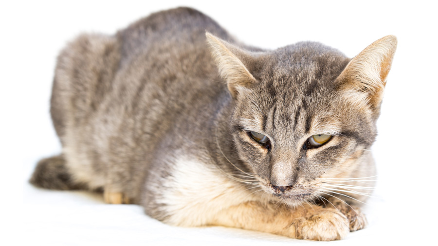 Il gatto ha calcivirosi