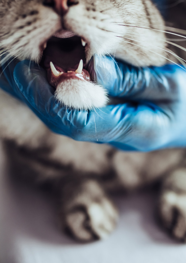 Veterinario e gatto