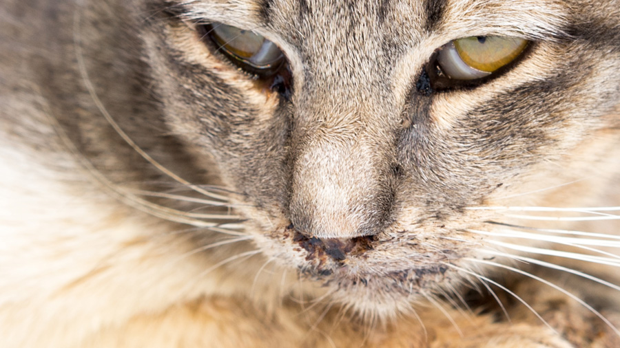 Calcivirosi in un gatto