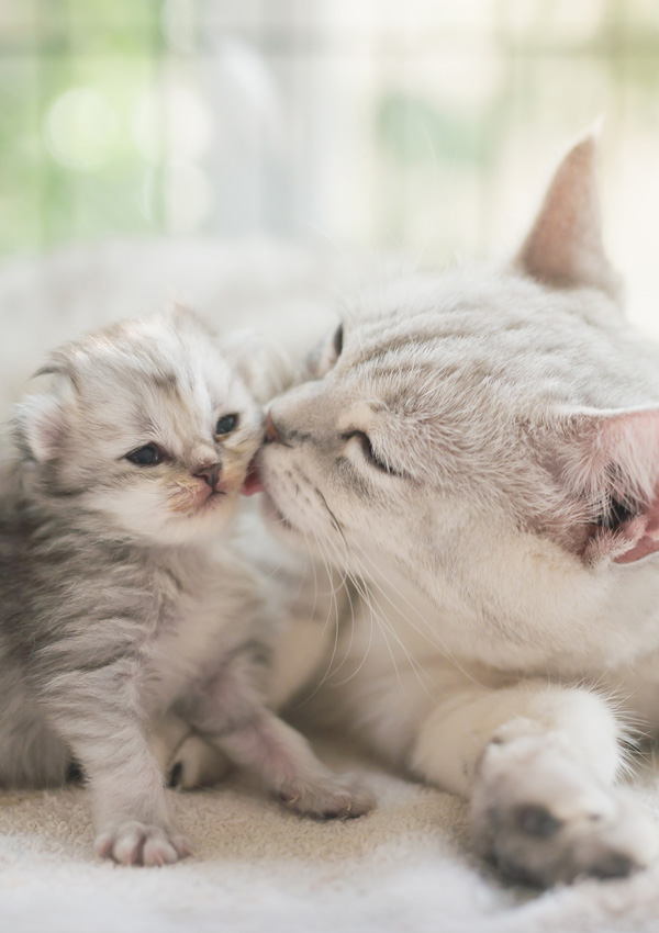 Il gatto bacia il gattino